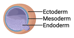 Visualization of the three germ layers of a gastrula.