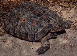 A desert tortoise