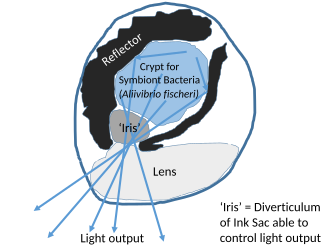 Sagittal section of the large eye-like light-producing organ of Hawaiian bobtail squid, Euprymna scolopes. The organ houses symbiotic Aliivibrio fischeri bacteria.