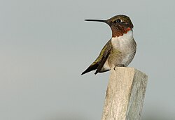 The ruby-throated hummingbird was named Trochilus colubris in 1758
