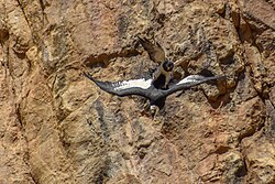 In conflict with an Andean condor, Santa Cruz, Argentina