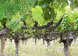 Old vine Cabernet Sauvignon at Chateau Montelena in Napa Valley. As the grapes mature, they will darken to a bluish-purple hue.