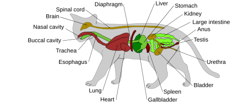 Diagram of the general anatomy of a male domestic cat