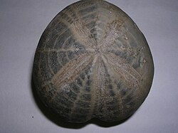 Fossil shells from the cretaceous era sea urchin, Micraster, were used in medieval times as both shepherd's crowns to protect houses, and as painted fairy loaves by bakers to bring luck to their bread-making.