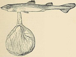 Aristotle recorded that the embryo (fetus pictured) of a dogfish was attached by a cord to a kind of placenta (the yolk sac), like a higher animal; this formed an exception to the linear scale from highest to lowest.[107]