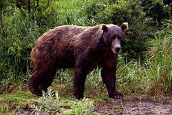A Brown bear, Kamchatka peninsula. Brown bears are among the largest and most widespread taiga omnivores.