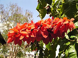 The chaconia (Warszewiczia coccinea) is the national flower of Trinidad and Tobago.