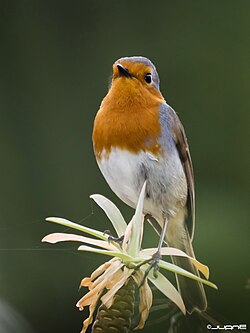 Erithacus rubecula superbus, the Tenerife robin or petirrojo