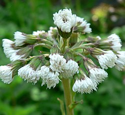 A close up of a white flowering plant.