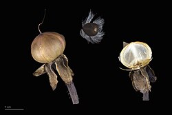 Fruit and seed of Ipomoea setosa