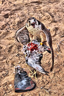 Falconry