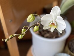 The inflorescence of a Phalaenopsis orchid is a typical raceme.