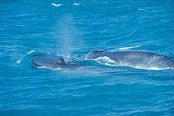 Photograph of a blue whale calf and its mother