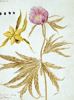 Paeonia anomala L. from Flora Sibirica