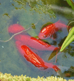 Female goldfish spawn (discharge) eggs into the water, encouraged by male goldfish who simultaneously discharge sperm which externally fertilizes the eggs