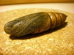 Hyles euphorbiae pupa