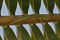 A camouflaged Phelsuma deubia on a palm frond