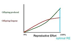 Semelparous reproductive effort