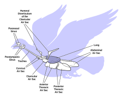 The arrangement of the air sacs and lungs in birds