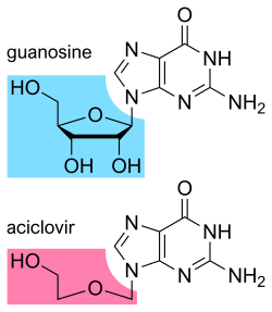 The structure of the DNA base guanosine and the antiviral drug acyclovir