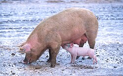 An iteroparous organism is one that can undergo many reproductive events throughout its lifetime. The pig is an example of an iteroparous organism.