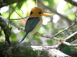 Like many forest-living kingfishers, the yellow-billed kingfisher often nests in arboreal termite nests.