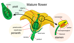 Stamens, with distal anther attached to the filament stalk, in context of floral anatomy