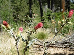 Cirsium arizonicum, showing arachnoid cobwebbiness on stems and leaves, with ants attending aphids that might be taking advantage of the shelter.