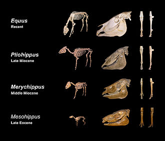 George Gaylord Simpson argued against the naive view that evolution such as of the horse took place in a "straight-line". He noted that any chosen line is one path in a complex branching tree, natural selection having no imposed direction.