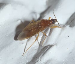 Amphiareus obscuriceps