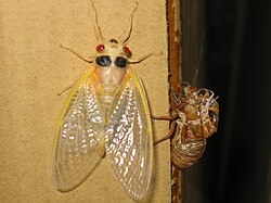 A newly emerged periodical cicada: millions emerge at once, at long intervals, likely to satiate predators.
