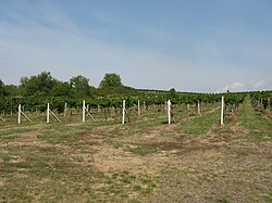 A vineyard in Brhlovce, Slovakia