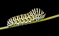 Caterpillar of Papilio machaon
