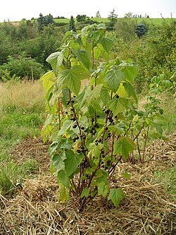 Cultivated specimen