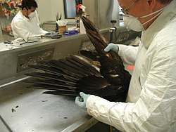 National Eagle Repository processing a bald eagle carcass for Native American use