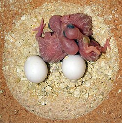 Nidicolous (Altricial)—The chicks and eggs of budgerigar
