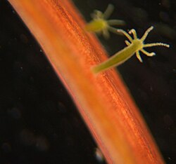 Generally sessile Hydra attached to a substrate