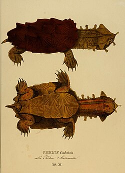 Illustration of a mata mata collected by Spix in Brazil