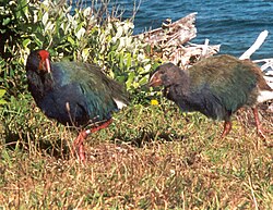 Takahē (Porphyrio hochstetteri) have bred after translocation to restored islands, like these on Kapiti Island, off New Zealand.