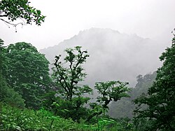 Hyrcanian broadleaf deciduous forest in Gīlān Province, Iran
