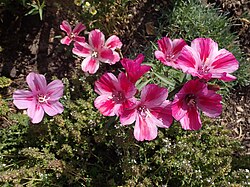 Wild-type Godetia (left) compared to a nativar variety (right) bred for altered bloom color.