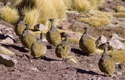 Puna tinamou group
