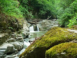 Hyrcanian broadleaf deciduous forest in Lerik District, Azerbaijan