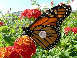 Nectaring monarch tagged for Monarch Watch (Washington, D.C., October 2012)