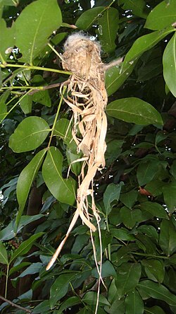 Side view of the nest