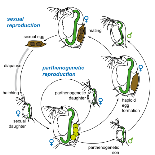 Cyclic parthenogenesis in the cladoceran Daphnia magna
