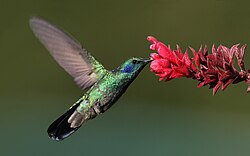 Hummingbirds primarily drink nectar