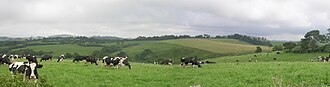 Holstein cows on a dairy farm, Comboyne, New South Wales