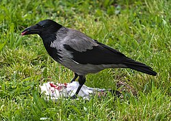Hooded crow feeding on the flesh of another bird