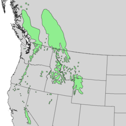 Historically native range of the Whitebark Pine